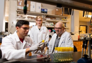 Biomedical Physiology BS/Comparative Biomedical Sciences MS(Integrative Biomedical Physiology)(non-thesis)